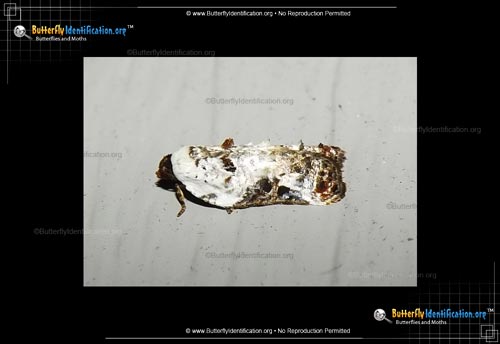Thumbnail image #1 of the Snowy-shouldered Acleris Moth