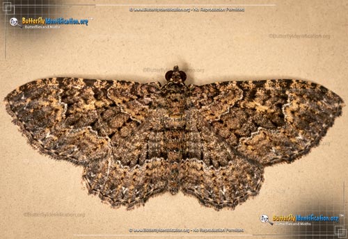 Thumbnail image #1 of the Somber Carpet Moth