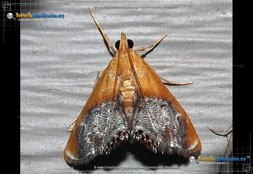 Thumbnail image #1 of the Sooty-winged Chalcoela Moth