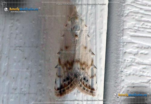 Thumbnail image #1 of the Sorghum Webworm Moth