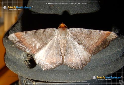 Thumbnail image #1 of the Southern Chocolate Angle Moth
