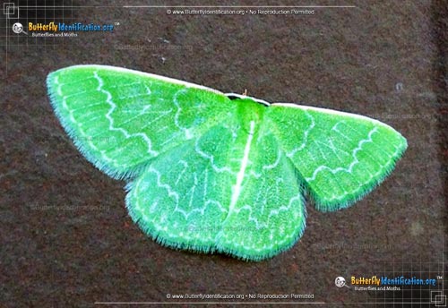 Thumbnail image #1 of the Southern Emerald Moth
