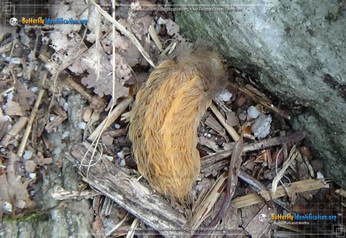 Thumbnail image #3 of the Southern Flannel Moth