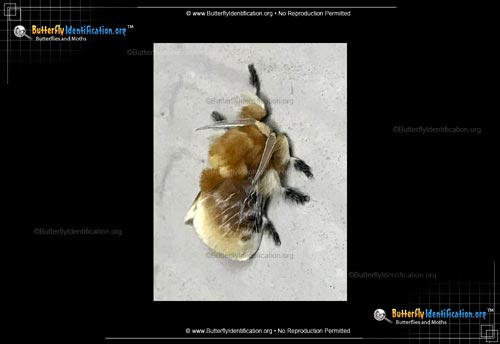 Thumbnail image #2 of the Southern Flannel Moth