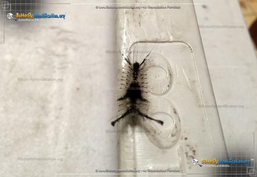 Thumbnail image #2 of the Southern Tussock Moth
