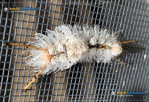 Thumbnail caterpillar image of the Southern Tussock Moth
