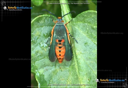 Thumbnail image #1 of the Southwestern Squash Vine Borer Moth