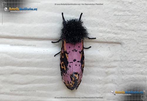 Thumbnail image #2 of the Spanish Moth