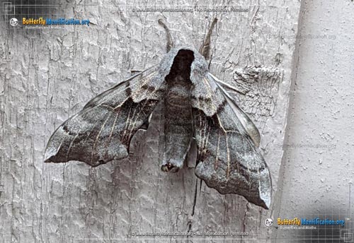 Thumbnail image #1 of the Sphinx Moth