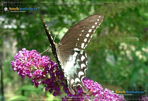 Thumbnail image #2 of the Spicebush Swallowtail