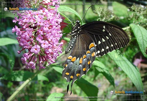 Thumbnail image #3 of the Spicebush Swallowtail