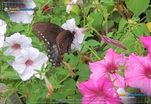 Thumbnail image #5 of the Spicebush Swallowtail