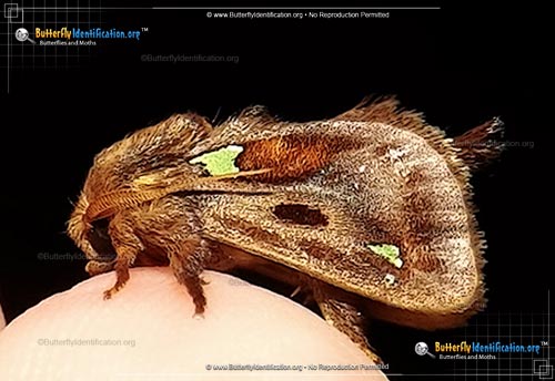 Thumbnail image #2 of the Spiny Oak Slug Moth
