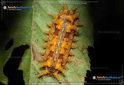 Thumbnail caterpillar image of the Spiny Oak Slug Moth