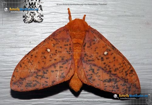 Thumbnail image #2 of the Spiny Oakworm Moth