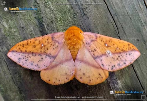 Thumbnail image #1 of the Spiny Oakworm Moth