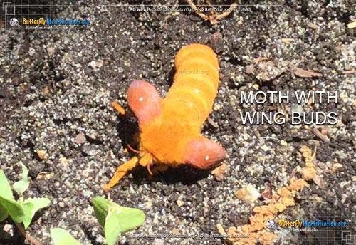 Thumbnail image #4 of the Spiny Oakworm Moth