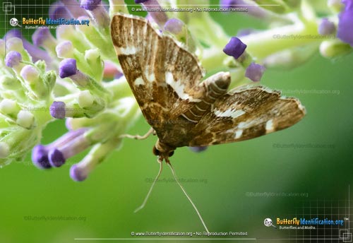 Thumbnail image #3 of the Spotted Beet Webworm Moth