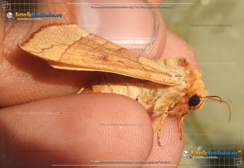 Thumbnail image #2 of the Spotted Datana Moth