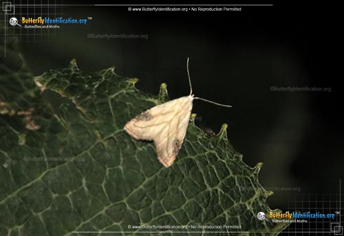 Thumbnail image #1 of the Spotted Grass Moth