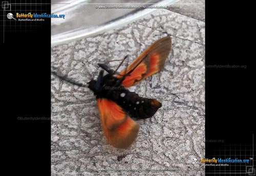 Thumbnail image #3 of the Spotted Oleander Caterpillar Moth