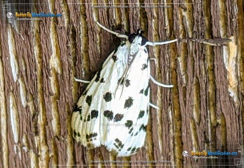 Thumbnail image #1 of the Spotted Peppergrass Moth