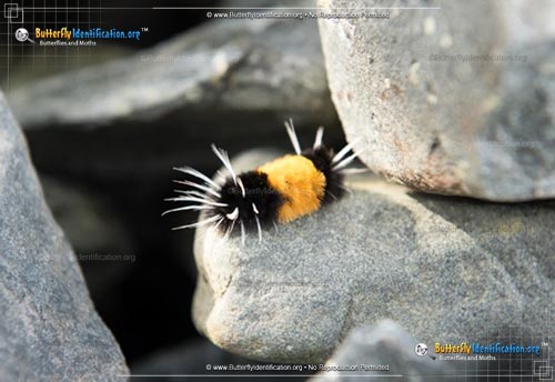 Thumbnail image #1 of the Spotted Tussock Moth