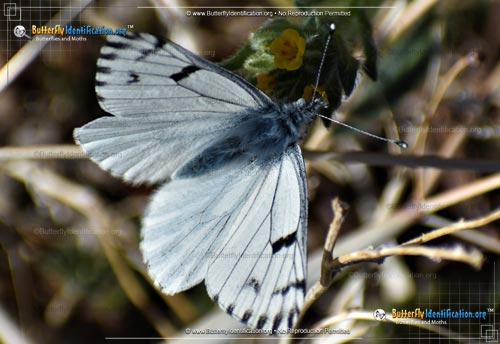 Thumbnail image #1 of the Spring White Butterfly