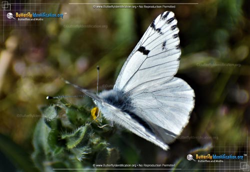 Thumbnail image #2 of the Spring White Butterfly