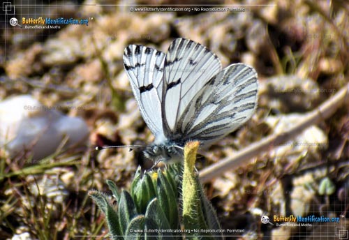 Thumbnail image #3 of the Spring White Butterfly