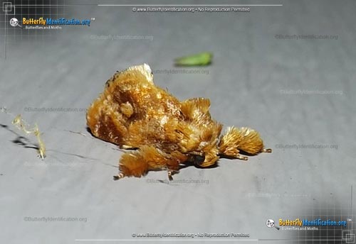 Thumbnail image #1 of the Spun Glass Slug Moth