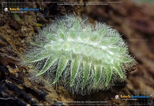 Thumbnail caterpillar image of the Spun Glass Slug Moth