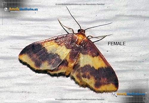 Thumbnail image #2 of the Stained Lophosis Moth