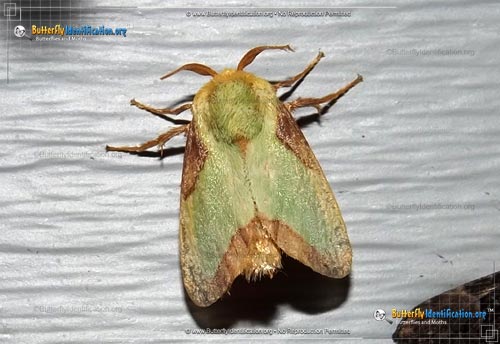 Thumbnail image #1 of the Stinging Rose Caterpillar Moth