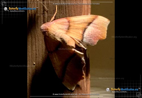 Thumbnail image #2 of the Straight-lined Plagodis Moth