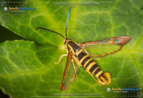 Thumbnail image #1 of the Strawberry Crown Moth