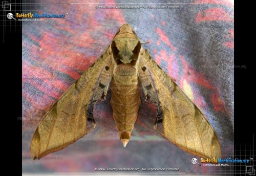 Thumbnail image #1 of the Streaked Sphinx Moth