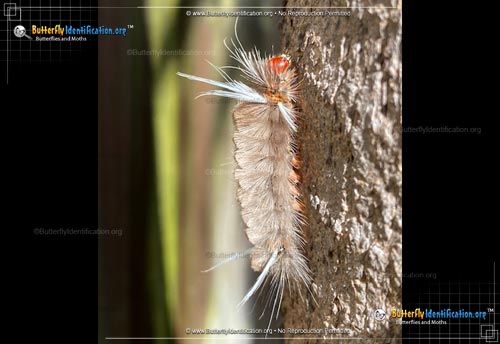 Thumbnail image #3 of the Sycamore Tussock Moth