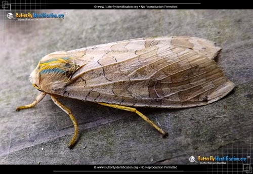 Thumbnail image #2 of the Sycamore Tussock Moth
