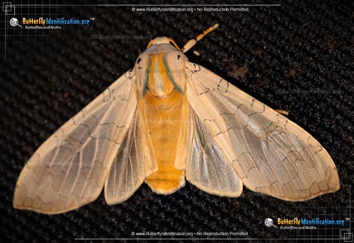 Thumbnail image #5 of the Sycamore Tussock Moth