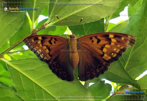 Thumbnail image #2 of the Tawny Emperor Butterfly