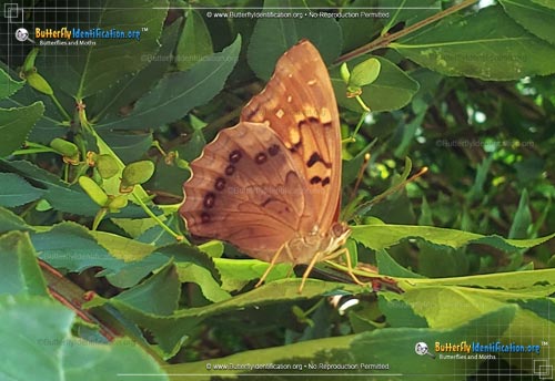 Thumbnail image #3 of the Tawny Emperor Butterfly