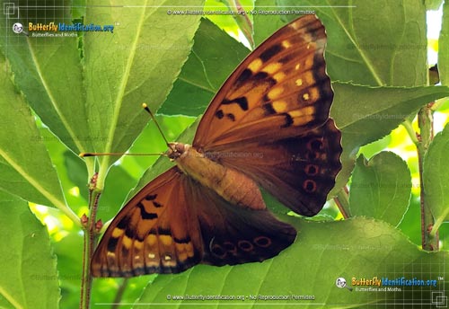 Thumbnail image #4 of the Tawny Emperor Butterfly