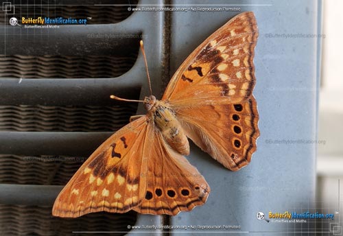 Thumbnail image #1 of the Tawny Emperor Butterfly