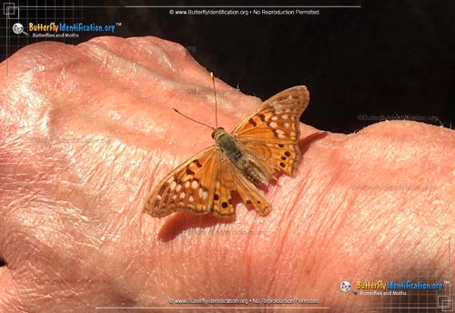 Thumbnail image #5 of the Tawny Emperor Butterfly