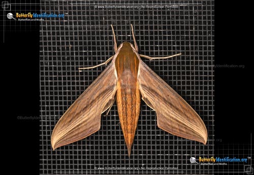Thumbnail image #1 of the Tersa Sphinx Moth