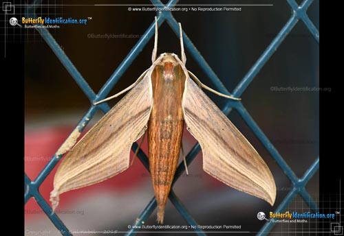 Thumbnail image #2 of the Tersa Sphinx Moth
