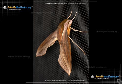 Thumbnail image #3 of the Tersa Sphinx Moth