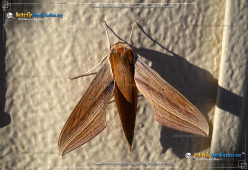 Thumbnail image #5 of the Tersa Sphinx Moth