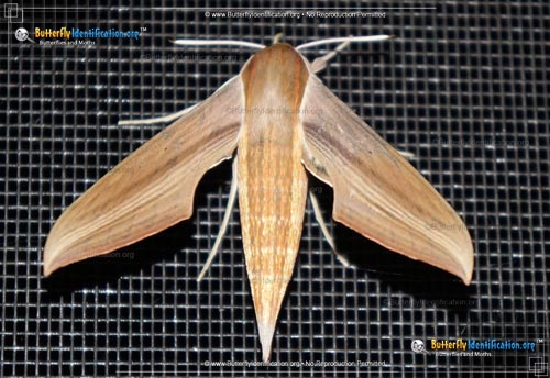 Thumbnail image #6 of the Tersa Sphinx Moth